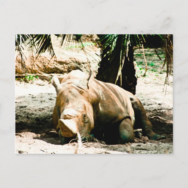 Rhino Postcard Postkarte (Vorderseite)