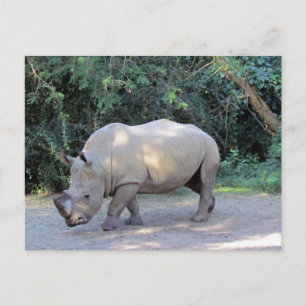 Rhino Postcard Postkarte