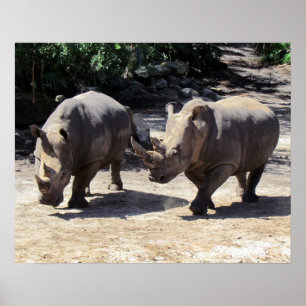 Rhino-Poster Poster
