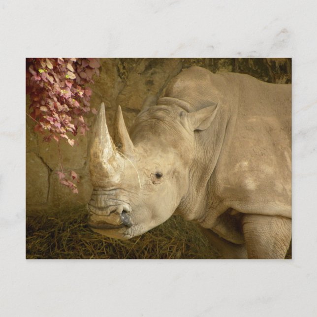 Rhino Postkarte (Vorderseite)