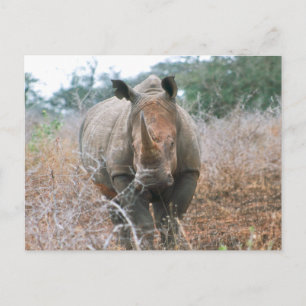 Rhino Postkarte