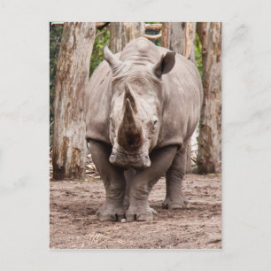 Rhino Postkarte
