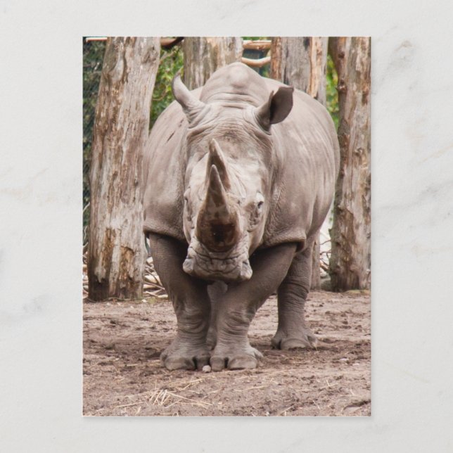 Rhino Postkarte (Vorderseite)