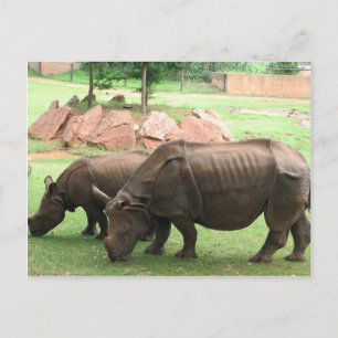 Rhino Postkarte