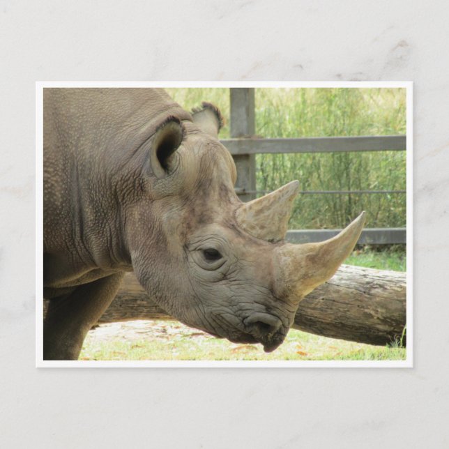 Rhino Postkarte (Vorderseite)