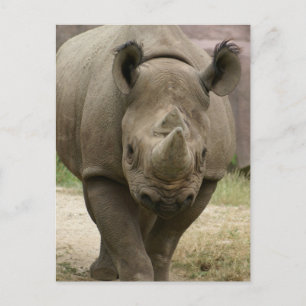 Rhino Postkarte