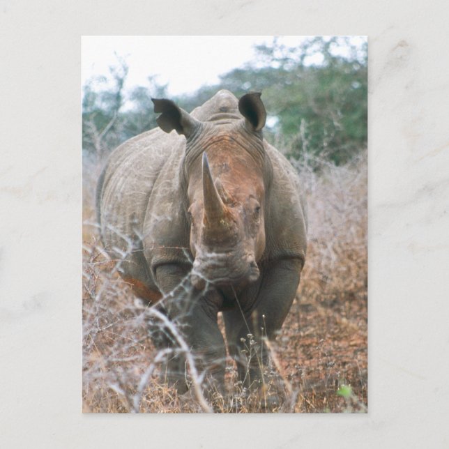 Rhino Postkarte (Vorderseite)