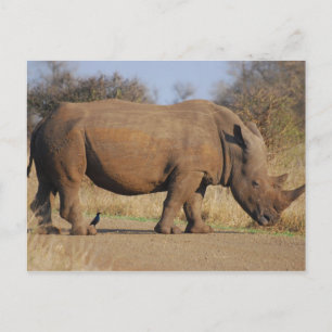 Rhino Postkarte