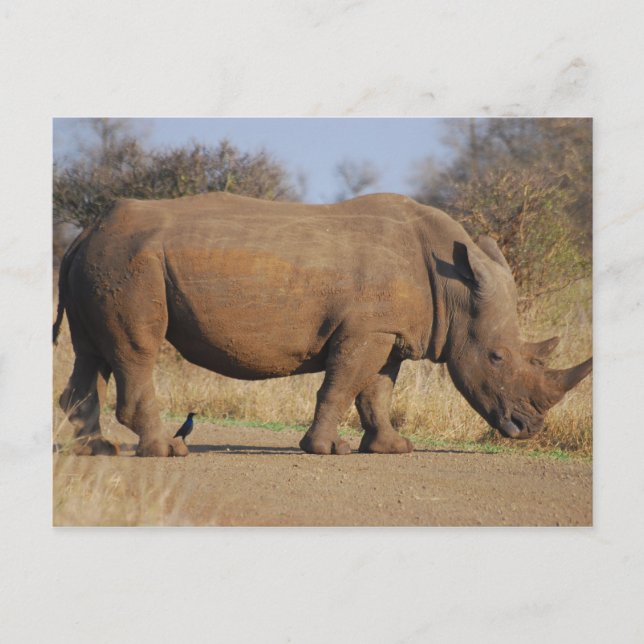 Rhino Postkarte (Vorderseite)
