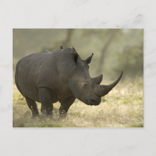 Rhino Postkarte