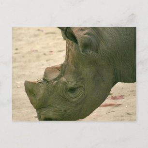 Rhino Postkarte