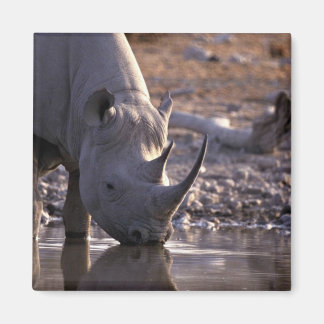 Rhino trinken an einem Wasserplatz Magnet