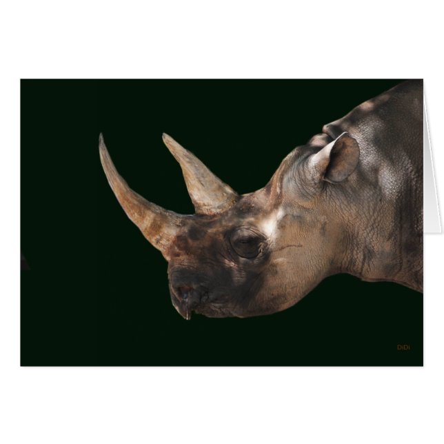 Rhinoceros (Vorderseite (Horizontal))