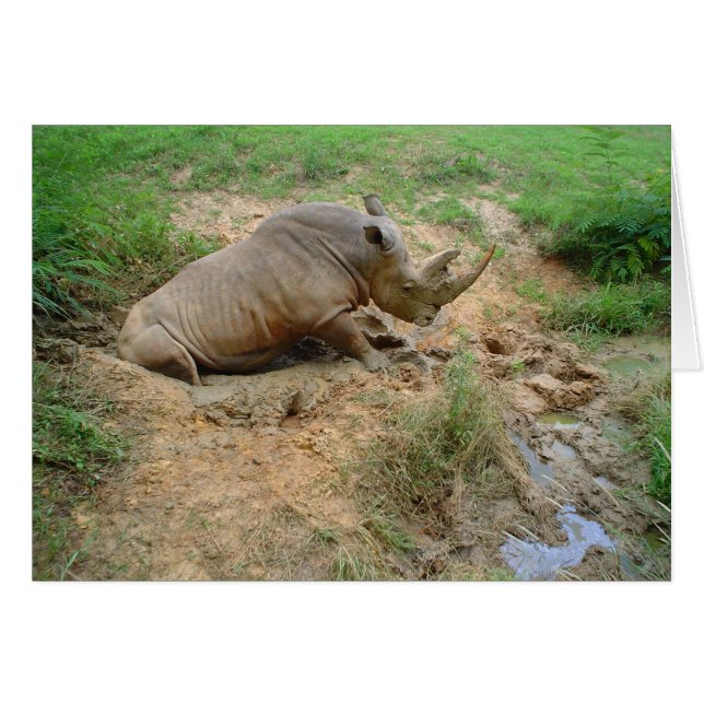 Rhinoceros (Vorderseite (Horizontal))
