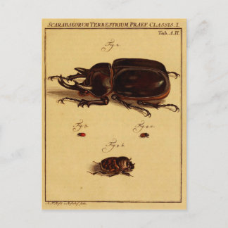 Rhinoceros Beetles Postkarte