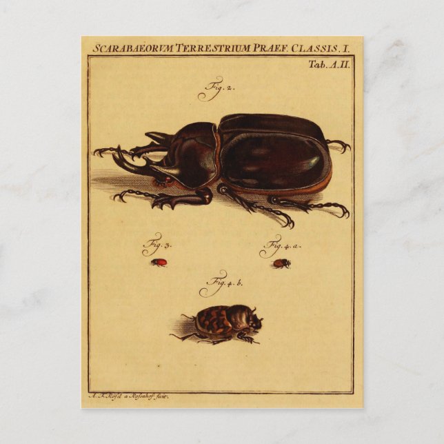 Rhinoceros Beetles Postkarte (Vorderseite)