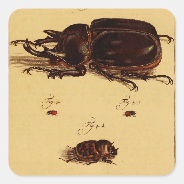 Rhinoceros Beetles Quadratischer Aufkleber (Vorderseite)