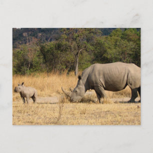 Rhinoceros Family Postcard Postkarte