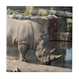 Rhinoceros Fliese