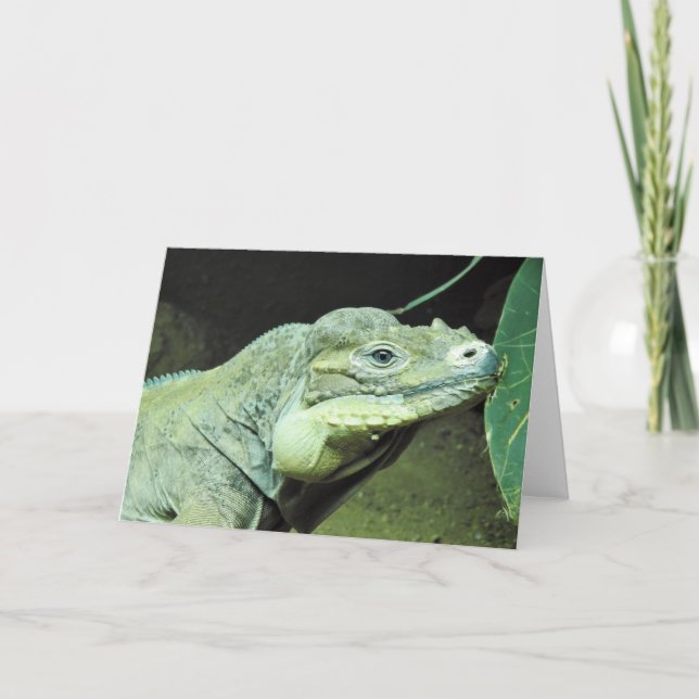 Rhinoceros Iguana Karte (Vorderseite)