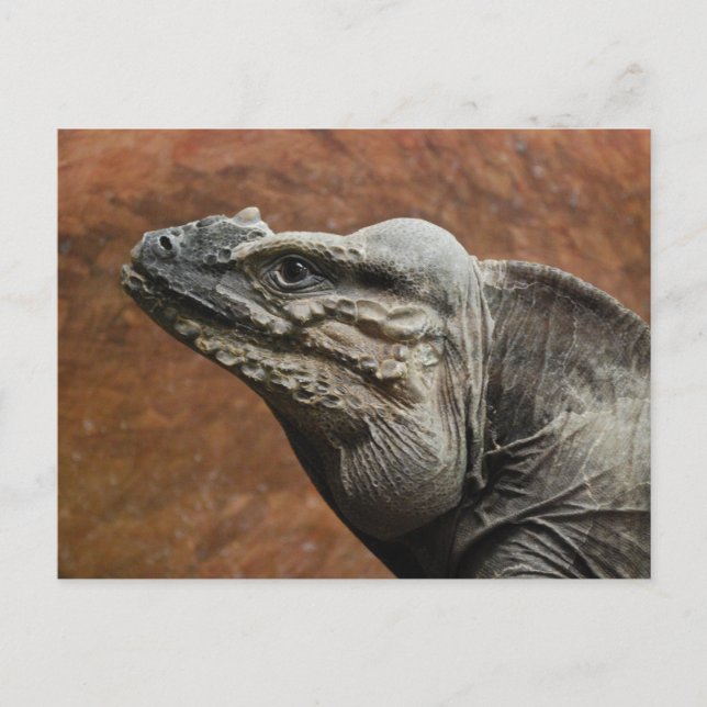 Rhinoceros Iguana Postkarte (Vorderseite)