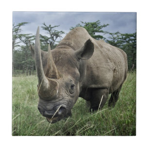 Rhinoceros   Kenia Fliese
