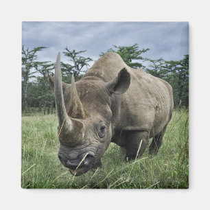 Rhinoceros  Kenia Magnet