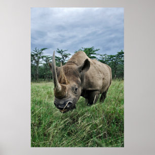 Rhinoceros   Kenia Poster