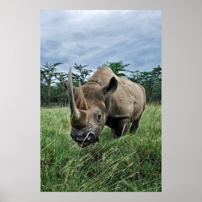 Rhinoceros | Kenia Poster (Vorne)