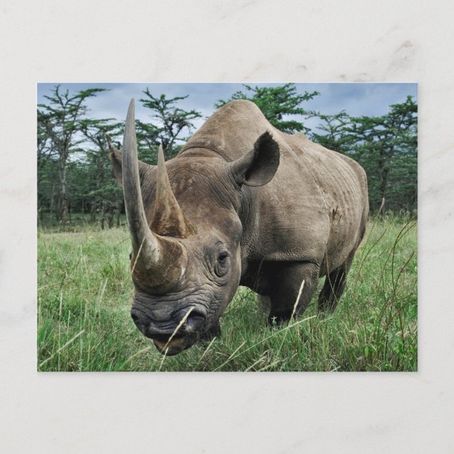Rhinoceros | Kenia Postkarte (Vorderseite)