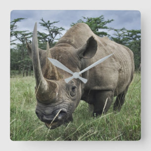 Rhinoceros   Kenia Quadratische Wanduhr