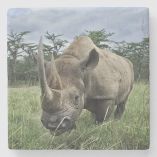 Rhinoceros   Kenia Steinuntersetzer