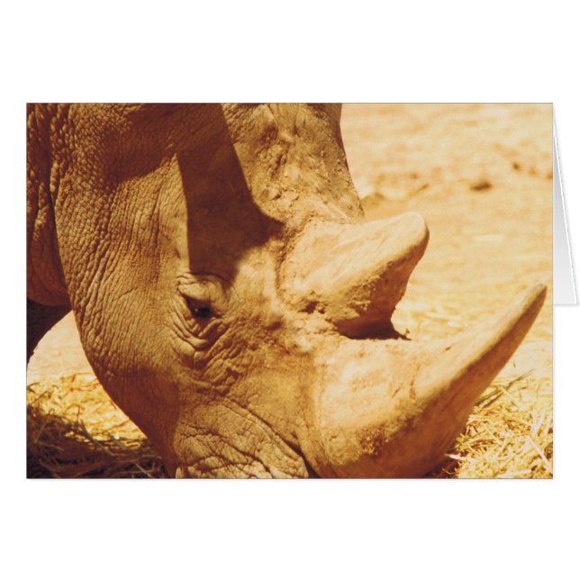 Rhinoceros-Liebe (Vorderseite (Horizontal))