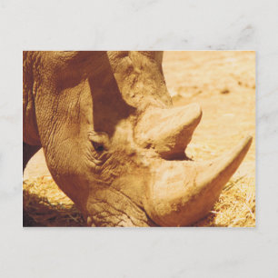 Rhinoceros-Liebe Postkarte