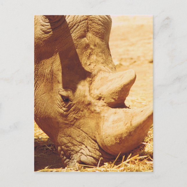 Rhinoceros-Liebe Postkarte (Vorderseite)