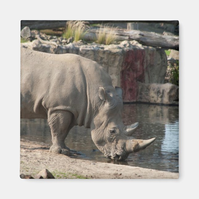 Rhinoceros Magnet (Vorne)