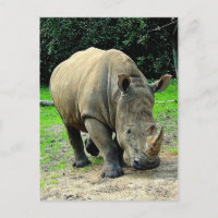 Rhinoceros Postcard