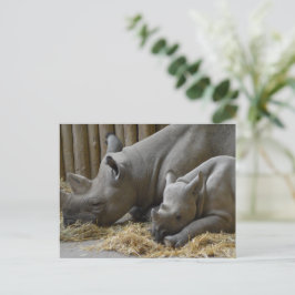 Rhinoceros postkarte