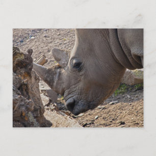 Rhinoceros Postkarte