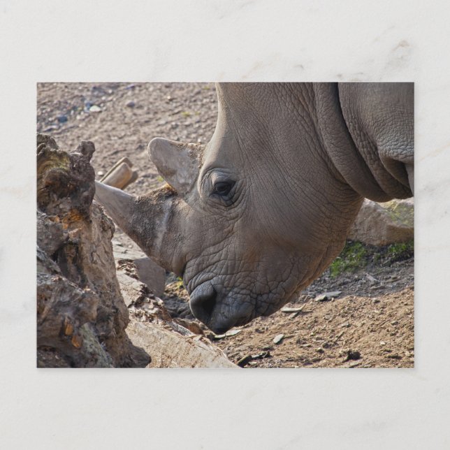 Rhinoceros Postkarte (Vorderseite)