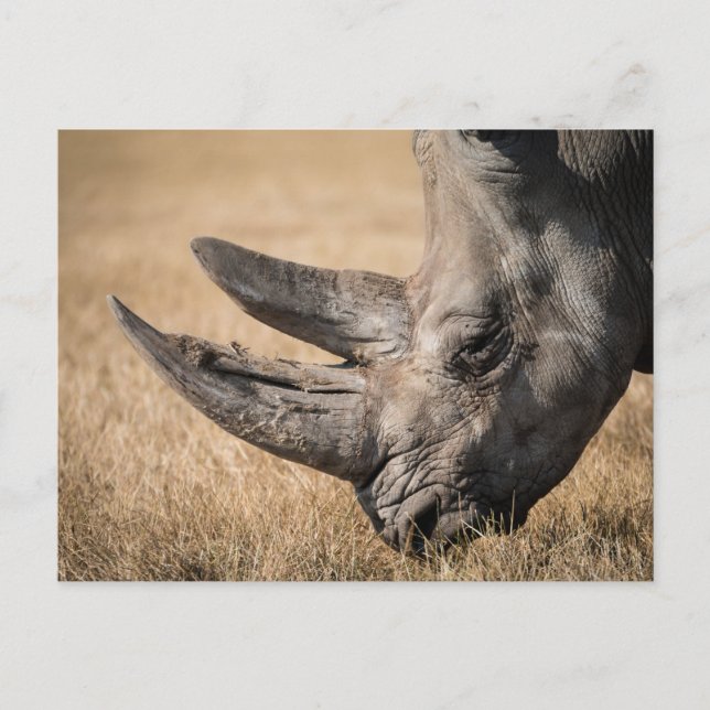 Rhinoceros Postkarte (Vorderseite)
