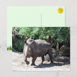 Rhinoceros Postkarte aufladen