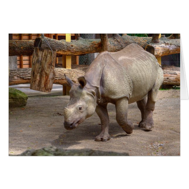 Rhinoceros unicornis (Vorderseite (Horizontal))