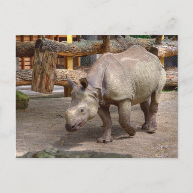 Rhinoceros unicornis postkarte (Vorderseite)