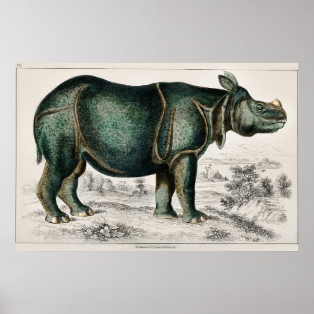 Rhinoceros von Oliver Goldsmith Poster (Vorne)