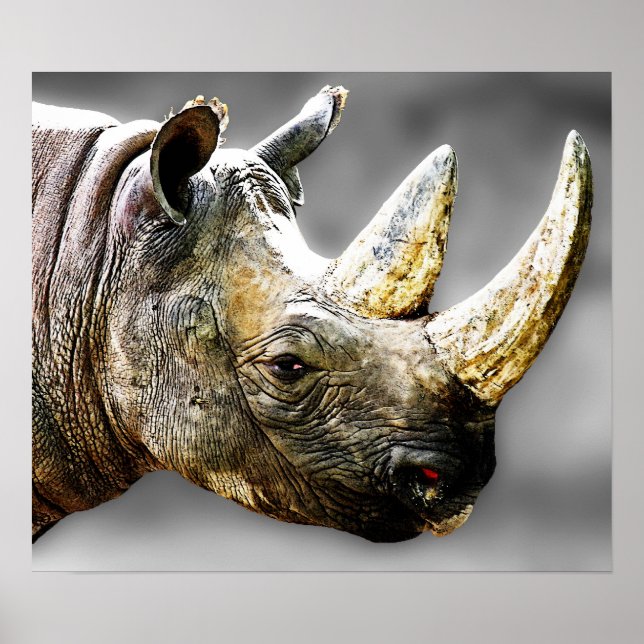 Rhinokopf, graue Hintergrundmalerei Poster (Vorne)