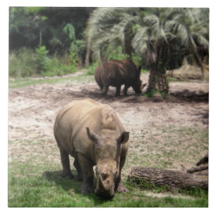 Rhinos auf Safari-Foto-Fliese Fliese