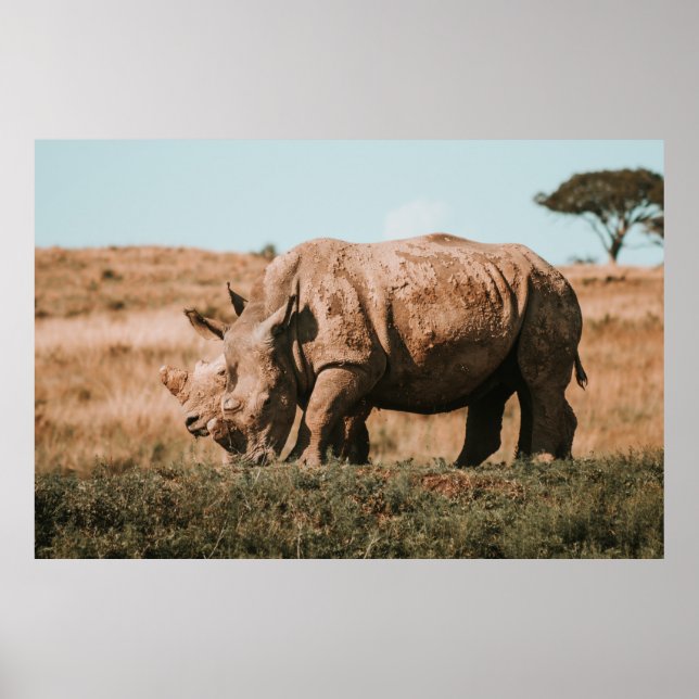 RHINO'S IN AFRIKA GRAZIEREN POSTER (Vorne)