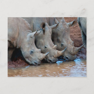Rhinos Trinkwasser Postkarte