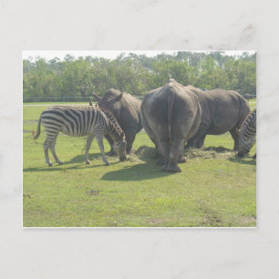 Rhinos & Zebra Postkarte